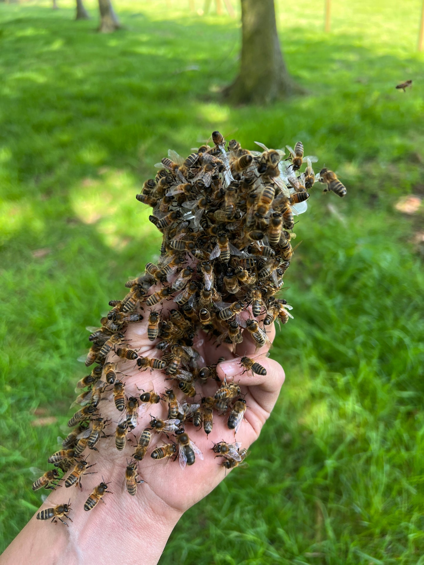 Swarm Collection - West Midlands