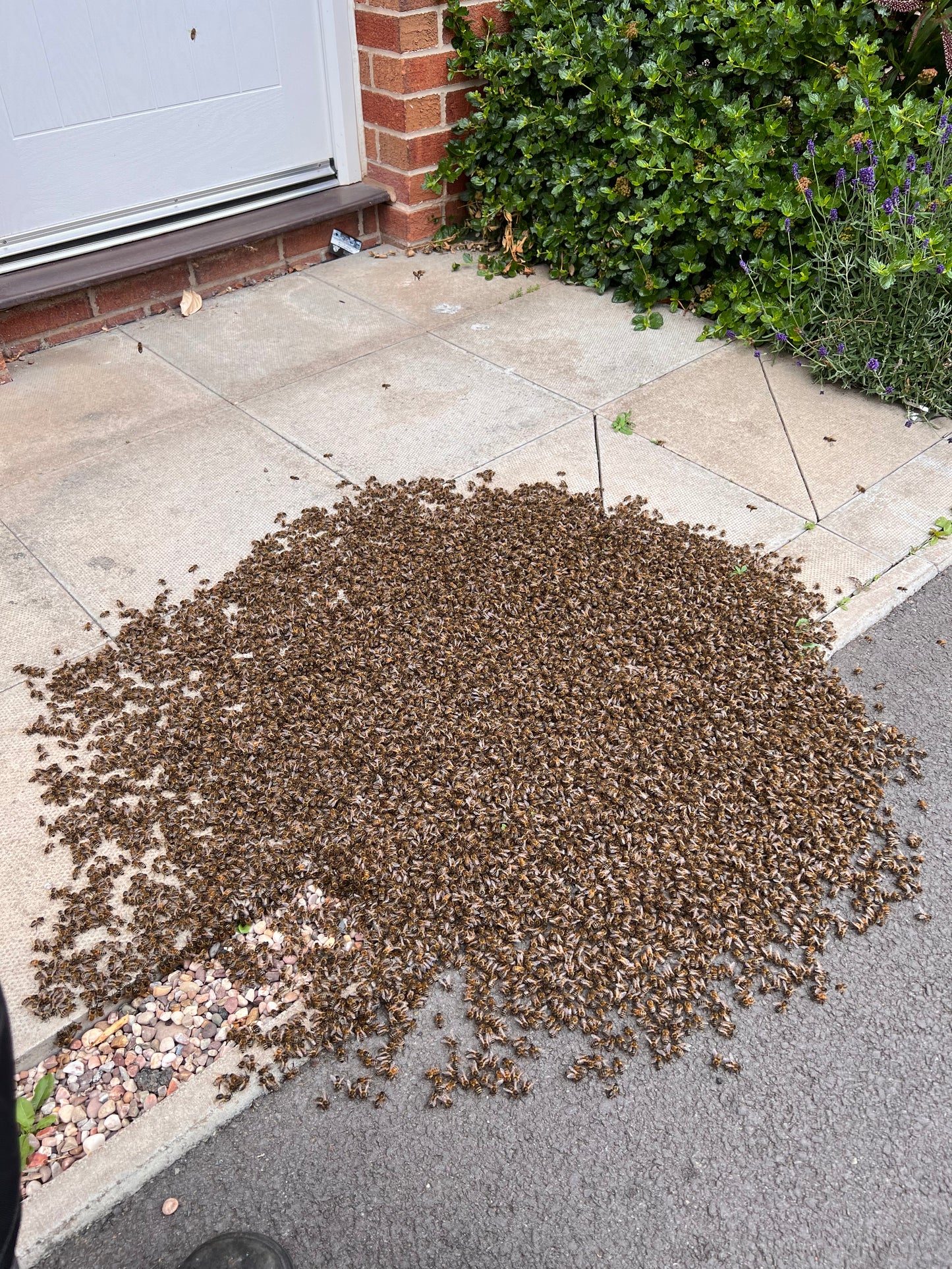 Swarm Collection - West Midlands