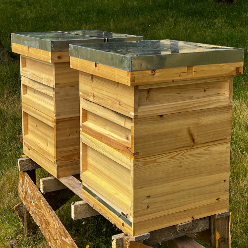 1 NATIONAL BEE HIVE WITH FRAMES AND WIRED WAX FOUNDATION FLAT PACK STARTER KIT 460mm X 460mm